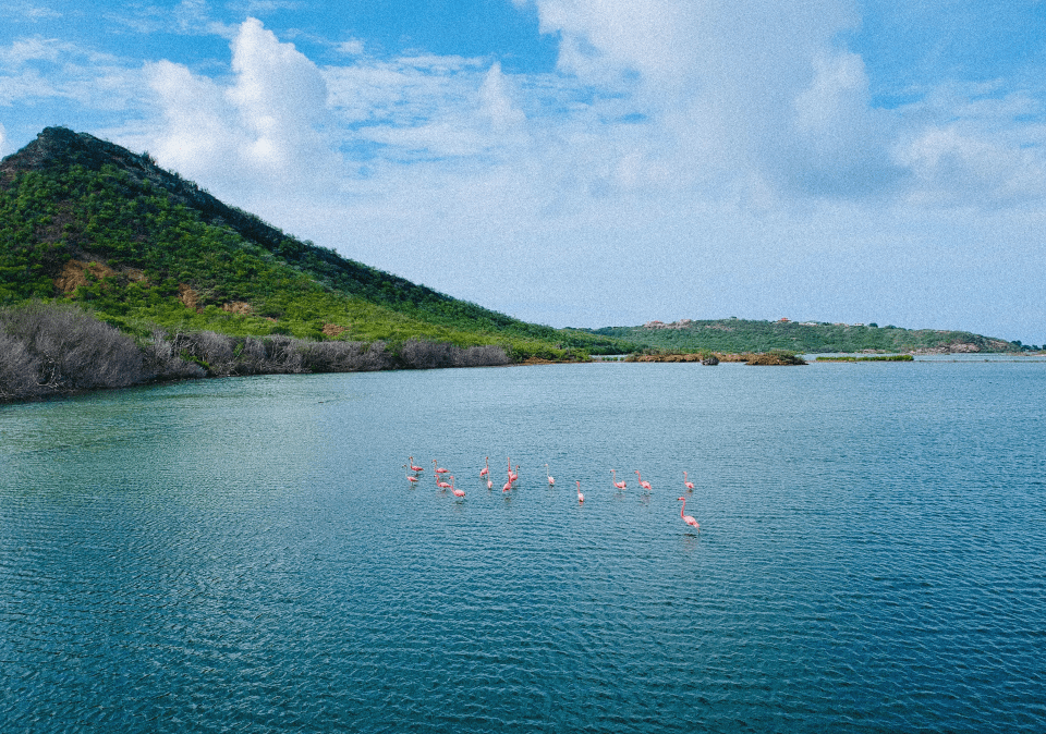 lake with flamingos